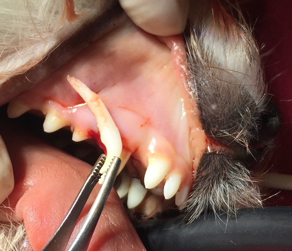 retained canine teeth